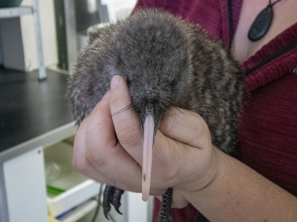 Great-spotted kiwi