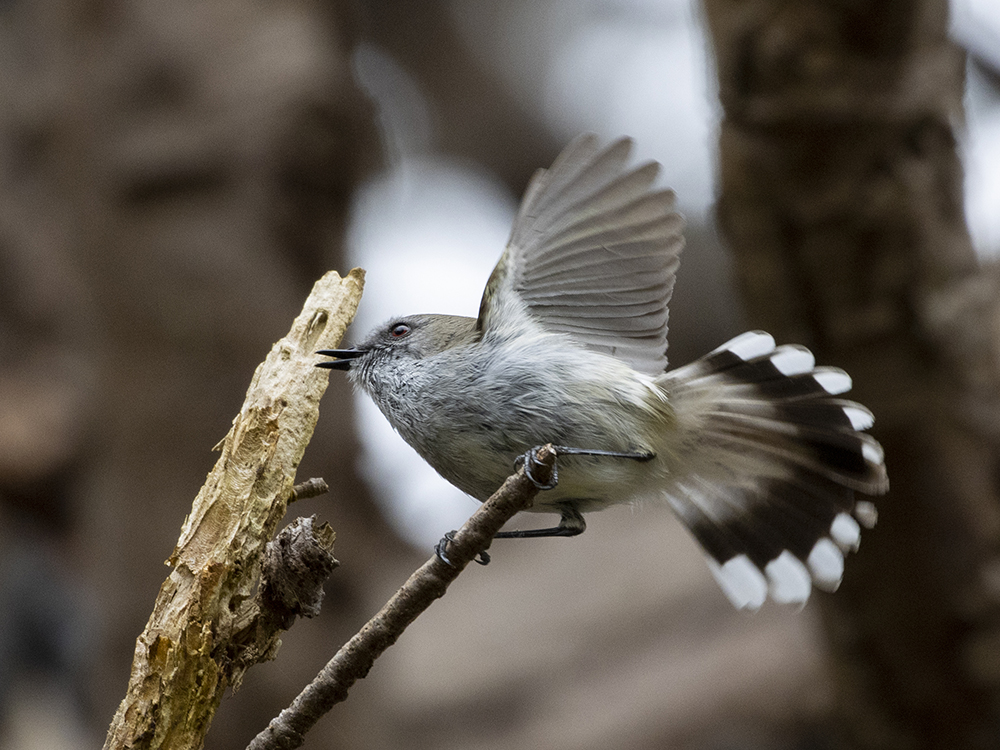 Grey warbler